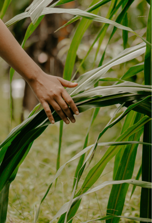Direct Farm Partnership in India Sustainable Agriculture